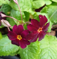Primula  'Port Wine'